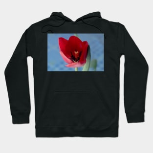 9216 red tulip Hoodie